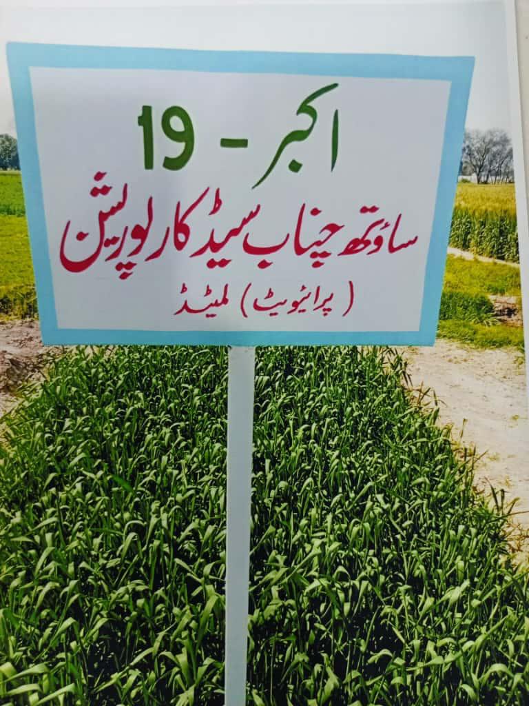 Akbar-19 Wheat Field