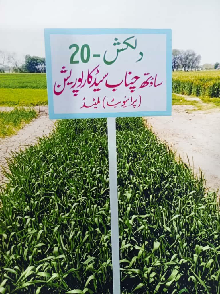 Dilkash-20 Wheat Field