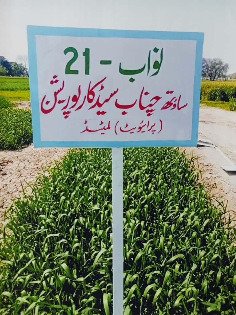 Nawab-21 Wheat Field