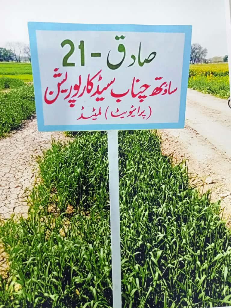Sadiq-21 Wheat Variety Field